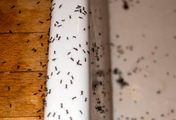 Best Bed Bug Extermination  in Montpelier, OH